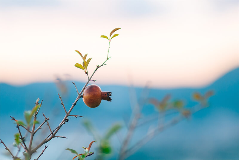 Pianta di Melograno