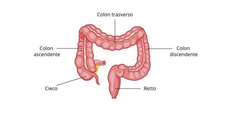 raffigurazione colon e intestino