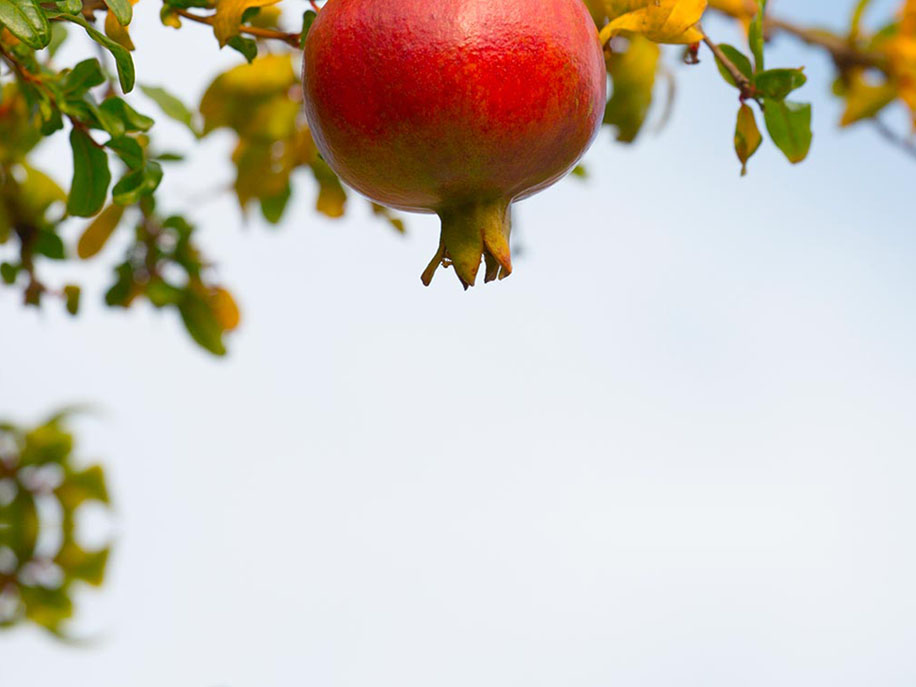 FBF_slider_melograno_mobile_new_2